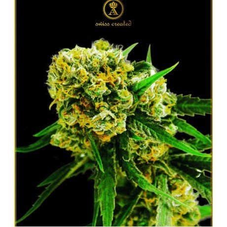 Amnesia Haze Auto